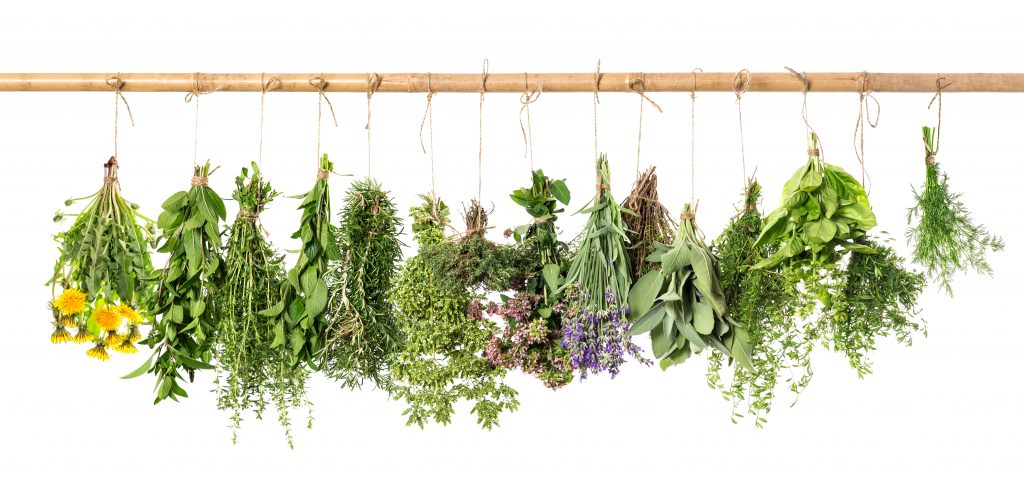 Fresh herbs hanging isolated on white background. Basil, rosemary, sage, thyme, mint, oregano, dill, marjoram, savory, lavender, dandelion